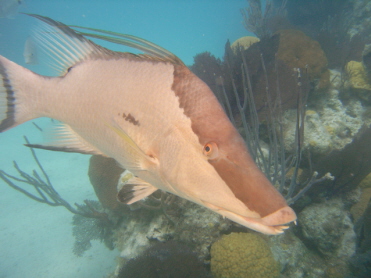 Hogfish in Bermuda